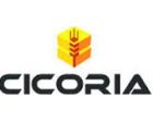 cicoria.jpg